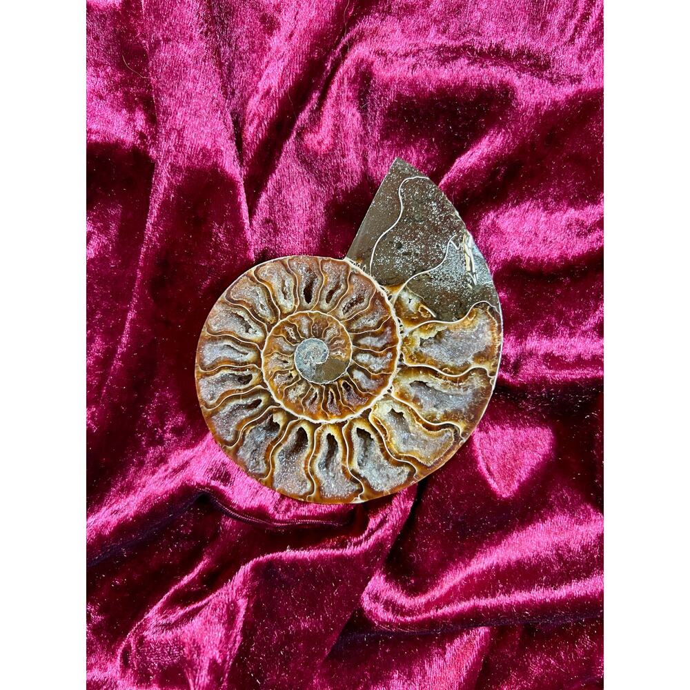 Vintage Curiosities Natural Ammonite Fossil Conch Crystal Specimen- Altar Decor